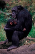 Chimpanzee Mother and Young (Pan troglodytes) - Captive