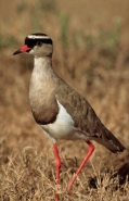 Crowned Plover (Vanellus coronatus) - South Africa