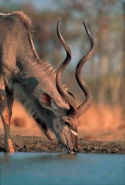 Greater Kudu (Tragelaphus strepsiceros) - Zimbabwe - Drinking