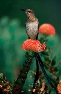 Cape Sugarbird (Promerops cafer) on Pincushion (Laucospermum spp