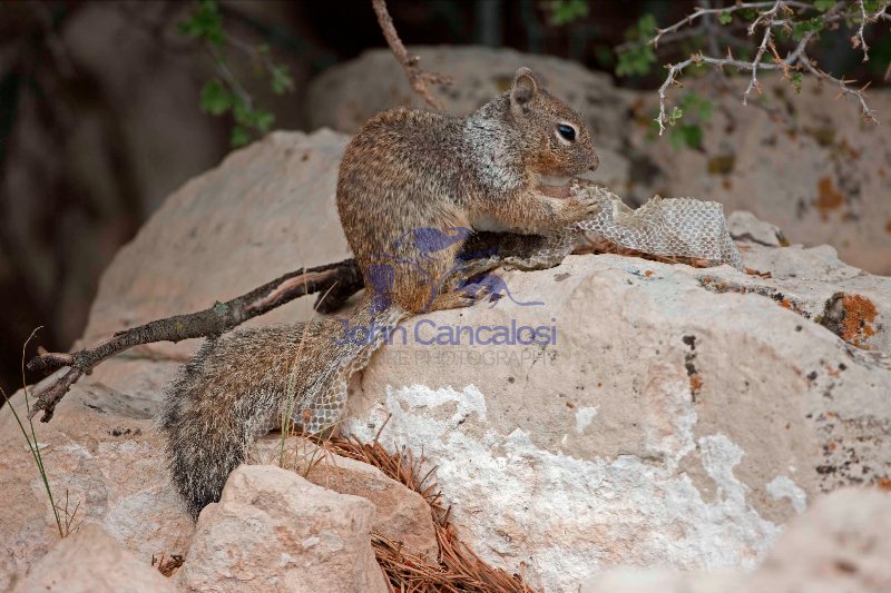 Rock Squirrel (Spermophilus variegatus) - Arizona - USA