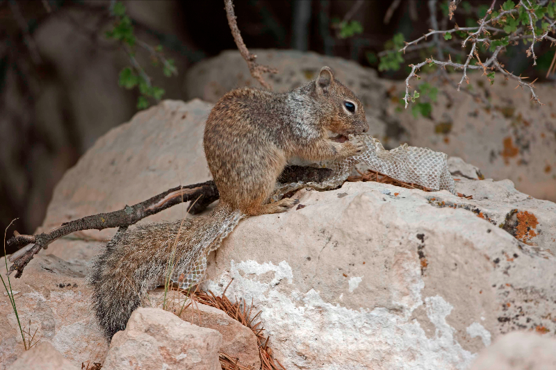 Rock Squirrel (Spermophilus variegatus) - with shed snakeskin-Ar