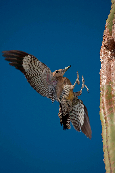 Gila Woodpecker (Malanerpes uropygialis) - Arizona