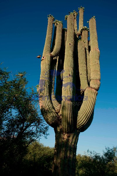 Saguaro Cacti (Carnegiea gigantea) Arizona - USA