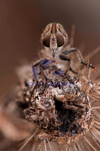 Robber Fly (prob Efferia spp) feeding on leafhopper - Arizona US