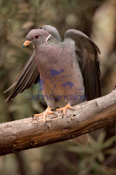 Band-tailed Pigeon (Columba fasciata) - Arizona USA