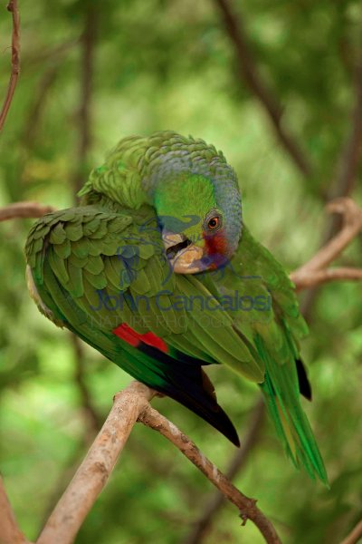 Lilac-crowned Parrot (Amazona finschi)-captive