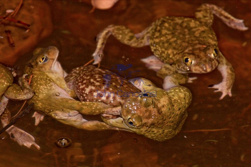 Couch\'s Spadefoots Mating (Scaphiopus couchii) - Arizona