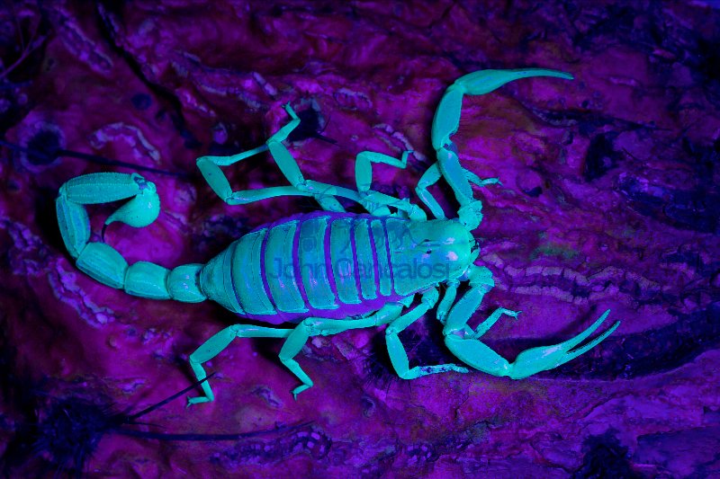 Desert Hairy Scorpion (Hadrurus arizonensis) - under UV light -