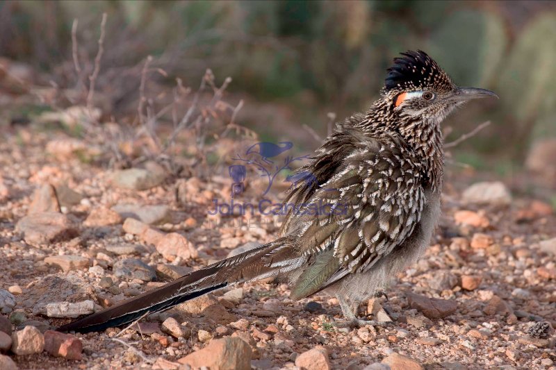 Greater Roadrunner (Geococcyx californianus) - Arizona
