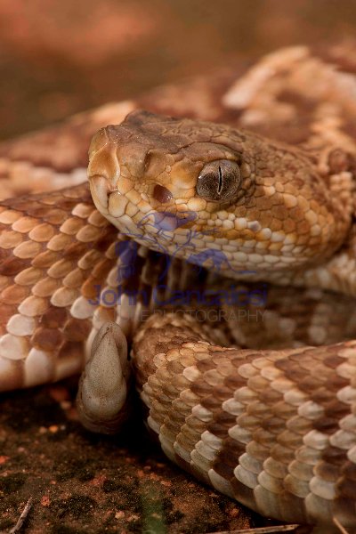 Mexican West Coast Rattle Snake (crotalus basiliscus) - Mexico