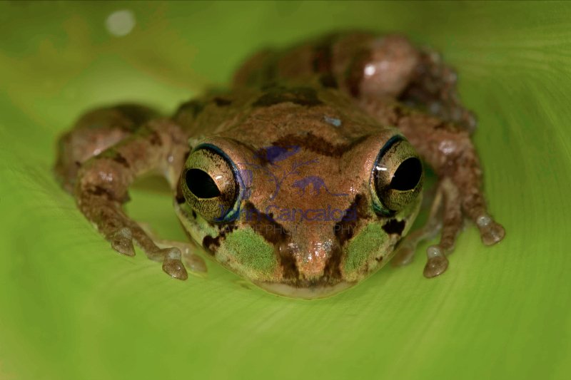 Mexican Tree Frog (Smilisca baudinii) Alamos - Sonora - Mexico