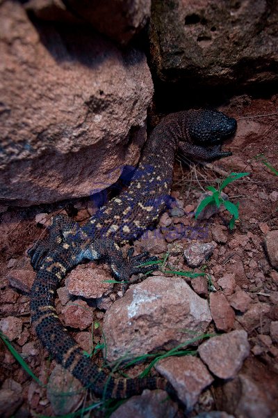 Rio Fuerte Beaded Lizard (Heloderma horridum exasperatum)-Mexico
