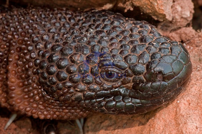 Rio Fuerte Beaded Lizard (Heloderma horridum exasperatum)-Mexico