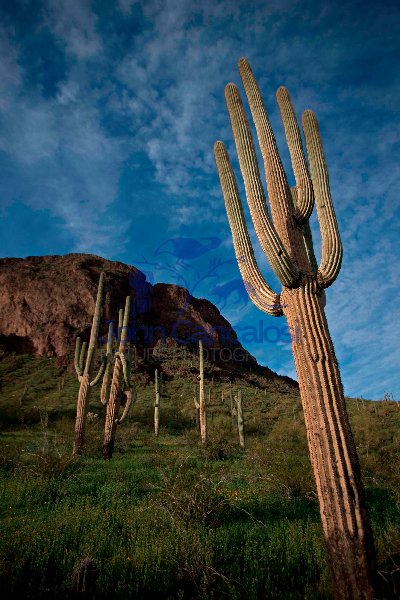 Saguaro Cacti - Picacho Peak State Park -Arizona