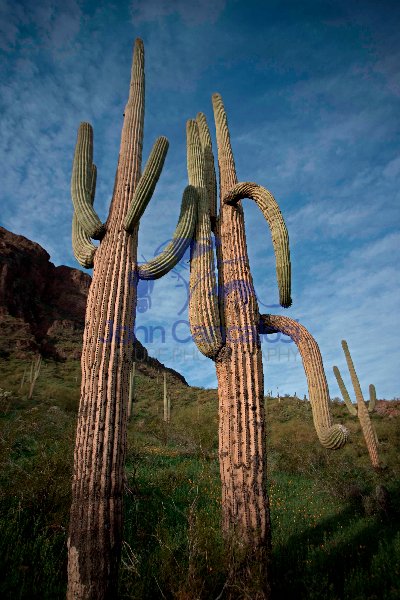 Saguaro Cacti - Picacho Peak State Park -Arizona