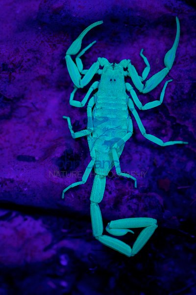 Bark Scorpion Under UV Light (Centruroides exilicauda) - AZ