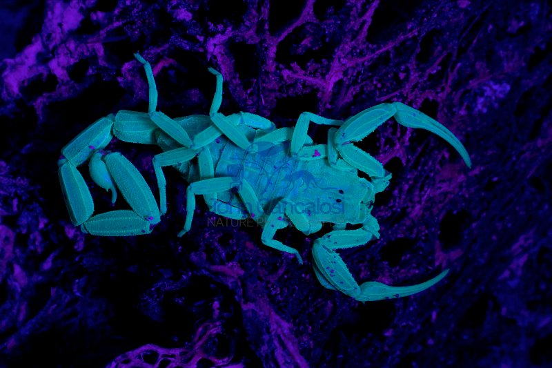 Bark Scorpion Under UV Light (Centruroides exilicauda) -AZ-USA