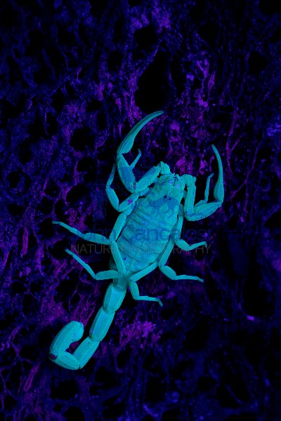 Bark Scorpion Under UV Light (Centruroides exilicauda) -AZ-USA