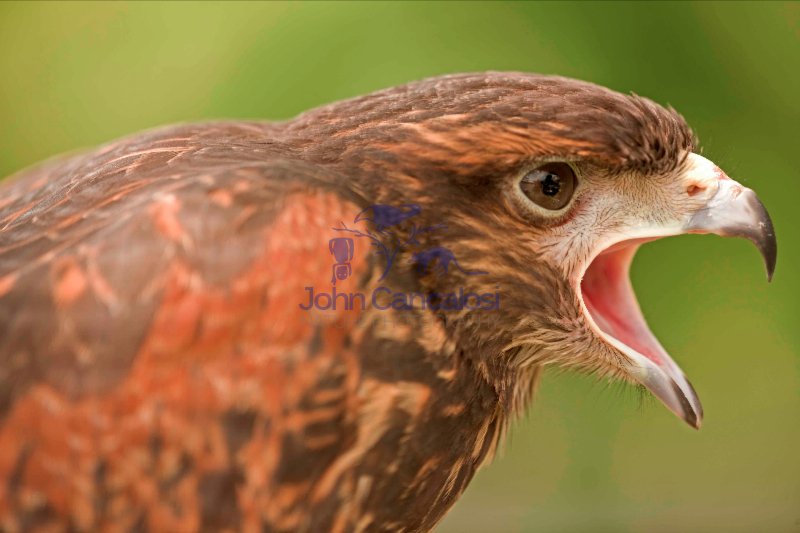 Harris' Hawk (Parabuteo unicinctus) - Immature - Portrait