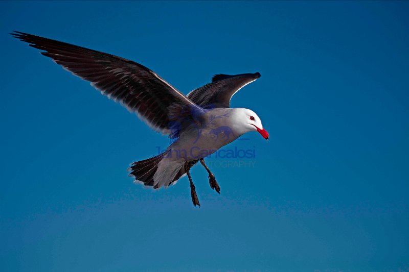Heermann\'s Gull (Larus heermanni) - Adult - Taking off - Mexico