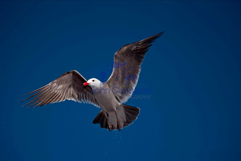 Heermann\'s Gull (Larus heermanni) - Adult - Taking off - Mexico