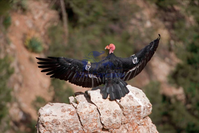 California Condor (Gymnogyps californianus) - Arizona - USA