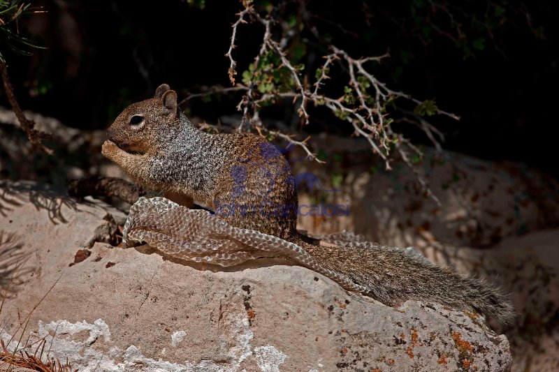 Rock Squirrel (Spermophilus variegatus) - with shed snakeskin-Ar