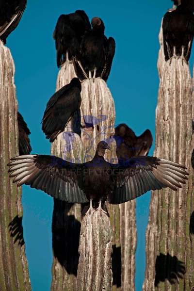 Black Vultures (Coragyps atratus) on Cardon Cactus - Sonora-Mexi