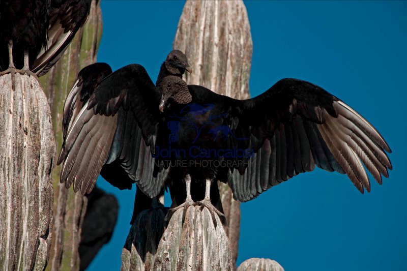 Black Vultures (Coragyps atratus) on Cardon Cactus - Sonora-Mexi