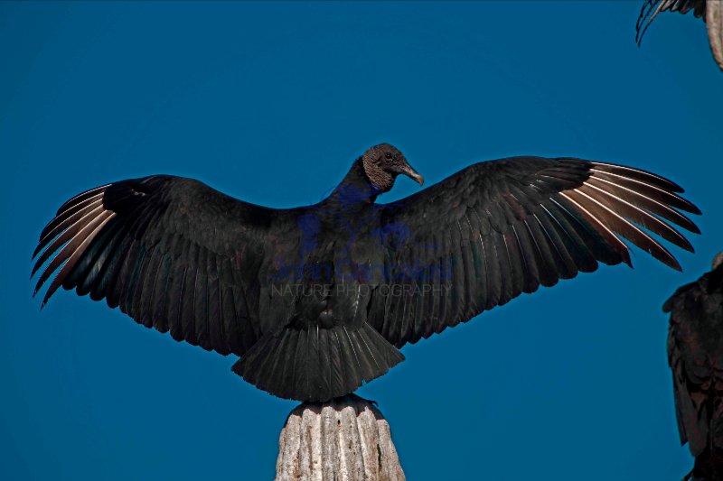 Black Vulture (Coragyps atratus) on Cardon Cactus - Sonora-Mexic
