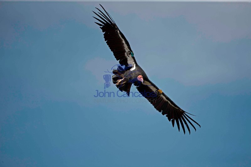 California Condor-Utah