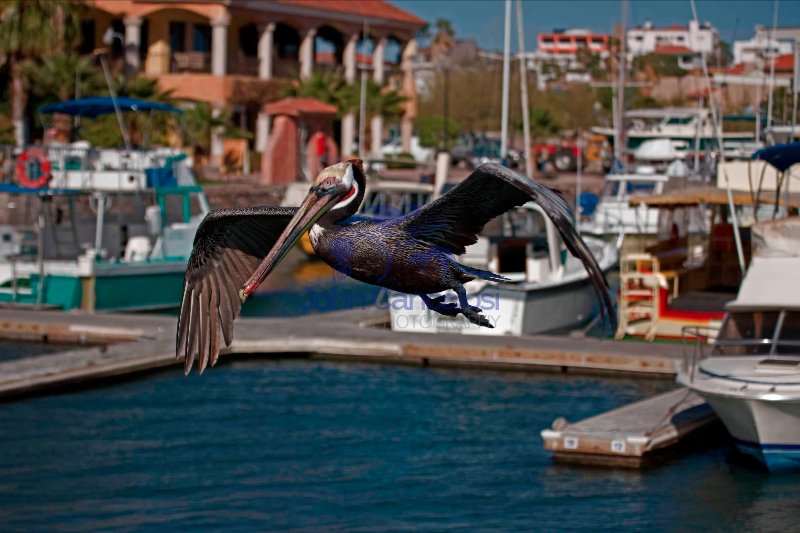 Brown Pelican (Pelecanus occidentalis) - Adult - Sonora Mexico
