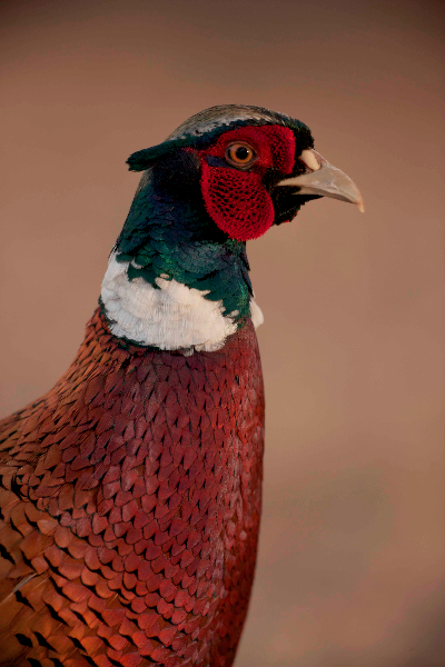 Ring-necked pheasant - Phasianus colchicus - Arizona