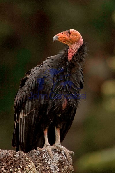 California Condor-Utah