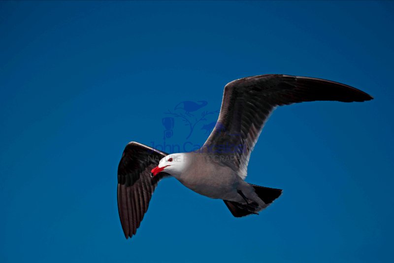 Heermann\'s Gull (Larus heermanni) - Adult - Soaring - Mexico