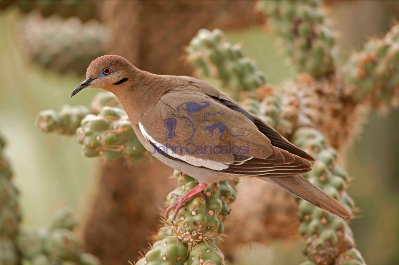 White-winged Dove (Zenaida asiatica) - Arizona