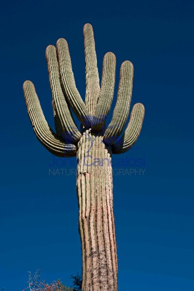 Saguaro Cactus (Carnegiea gigantea) - Sonoran Desert Arizona