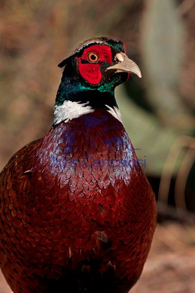 Ring-necked pheasant - Phasianus colchicus - Arizona