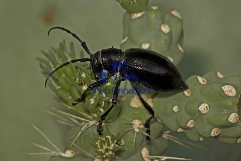 Long-horned Cactus Beetle (Moneilema gigas) - Sonoran Desert - Arizona - USA