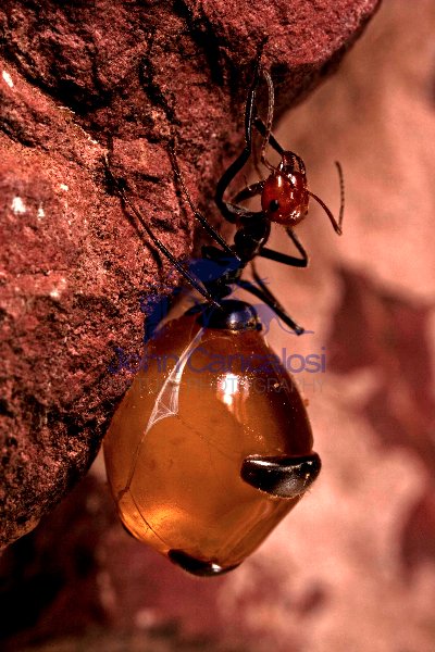 Honey Pot Ant (Myrmecocystus spp) - Arizona