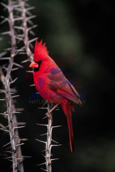 Northern Cardinal (Cardinalis cardinalis) - Arizona