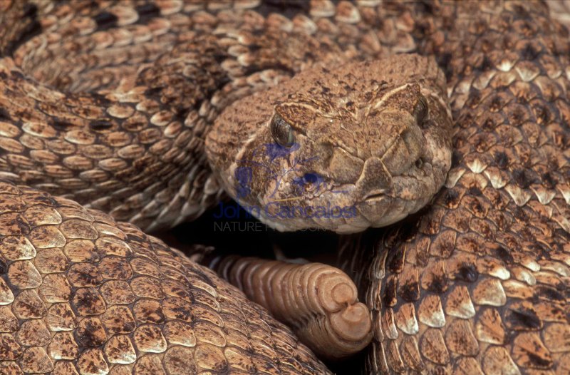 Western Diamondback Rattlesnake (Crotalus atrox) - Texas