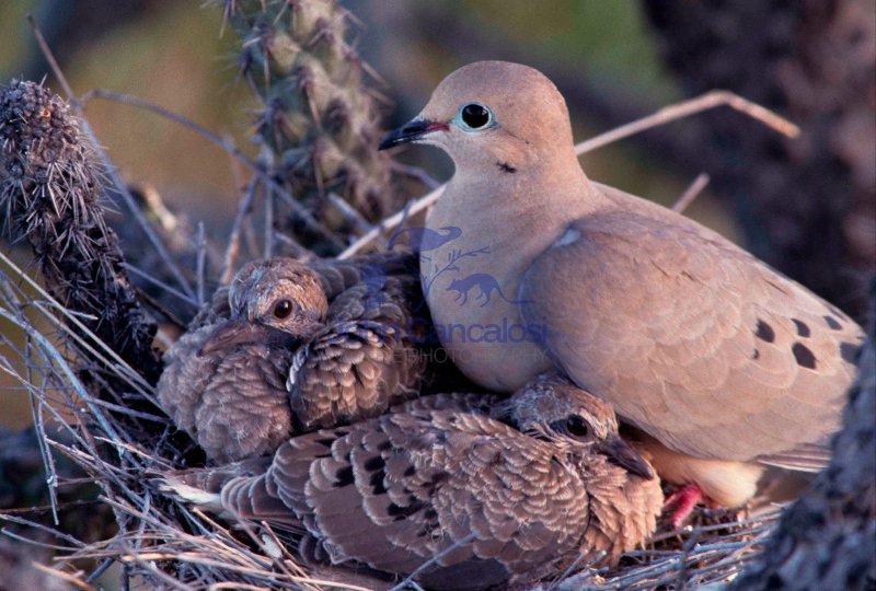 Mourning Dove (Zenaida macroura) - Arizona