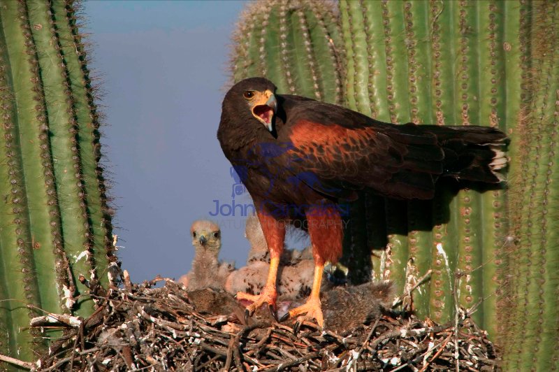 Harris\' Hawk-At nest in saguaro cactus