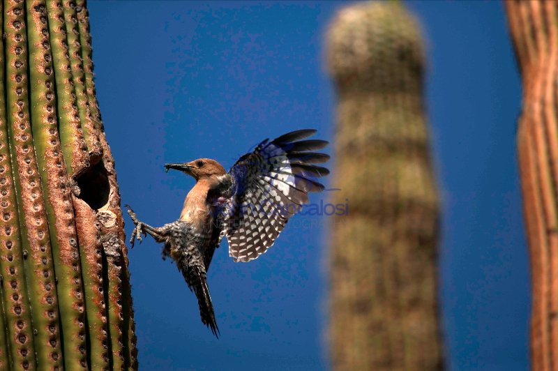 Gila Woodpecker(s) at Nest in Saguaro Cactus