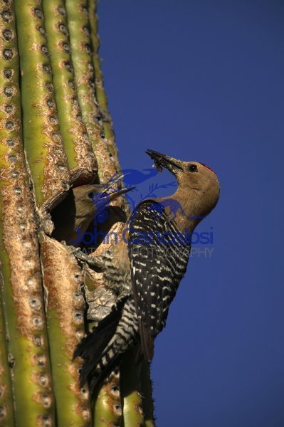 Gila Woodpecker(s) at Nest in Saguaro Cactus
