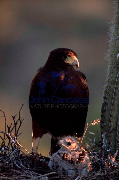 Harris\' Hawk (Parabuteo unicinctus) - On nest with young - Arizo