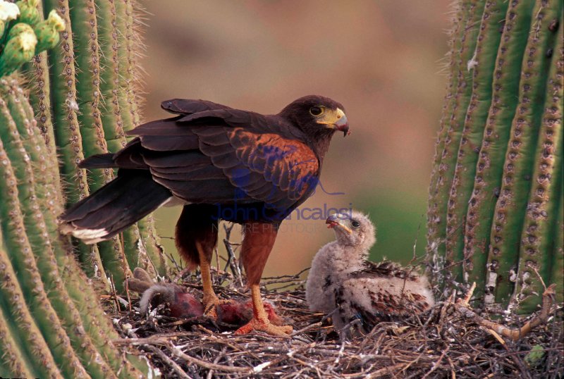 Harris\' Hawk (Parabuteo unicinctus) - feeding young - Arizona
