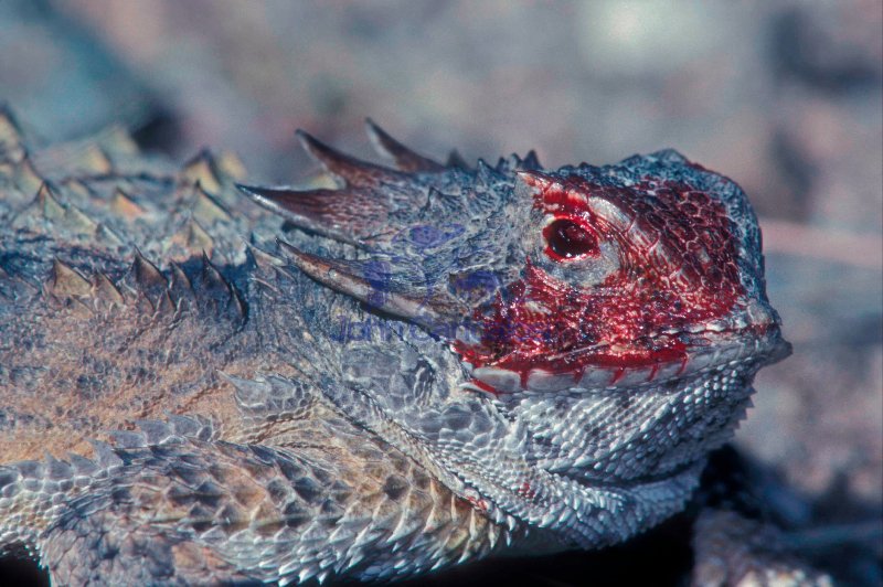 Regal Horned Lizard (Phrynosoma solare) - Arizona - USA